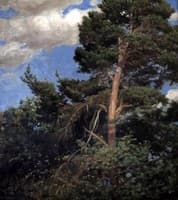 Pitch-Pine