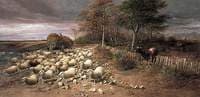 Sheep Stampeding in a Storm