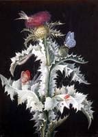 A Study of a Thistle with Insects