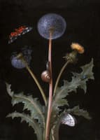 Dandelion