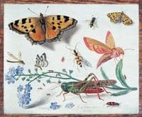 Insects