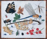 A Dragonfly, Butterflies and Insects with Berries