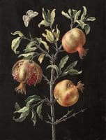 Pomegranate