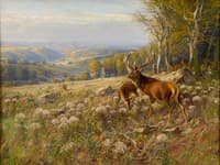 Deer Herd