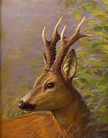 Roe Deer