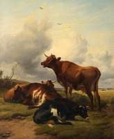 Cattle