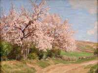 Cherry Blossoms