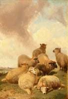 A Study of Seven Sheep