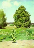 Summer Day