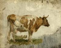 Study of a Cow