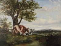 Highland Cattle by a Stream