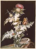 Onopordon acanthium (Common Cotton Thistle) with Insects and a Lizard