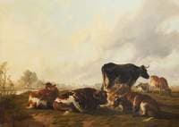 Cattle Grazing