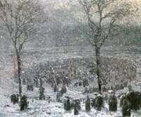 Skating Rink in Snow