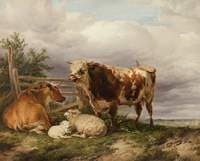 Cattle