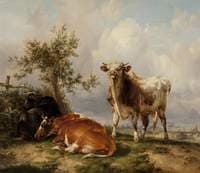 Cattle and Sheep