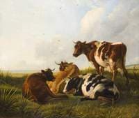 Cattle