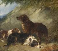 Dogs
