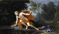 Narcissus