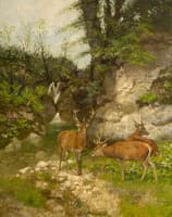 Deer at the forest brook