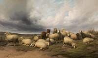 Wandering Sheep