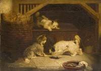 Terriers Ratting