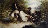 Terriers