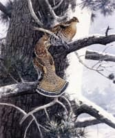 Grouse on an Old Pine