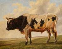 Friesian Bull in a Landscape