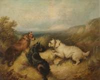 Three Dogs
