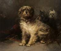 Study of Dogs