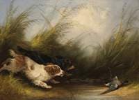 Dogs and Wild Duck