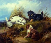 Terriers