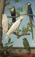 Cockatoos, Toucan, Macaw and a Parrot