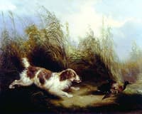 Spaniel Flushing Mallard