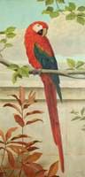 Red and Blue Macaw