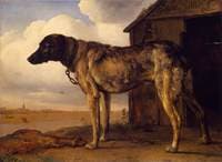 Wolfhound