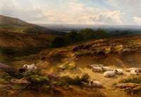 Hampshire Moorland