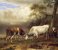 Fighting Bulls