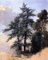 Nature Study, Trees, Newburgh, N.Y.