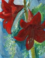 Amaryllis