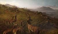 Red Deer, Early Morning