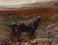 Rum Bess, Gordon Setter