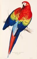 Red and Yellow Macaw