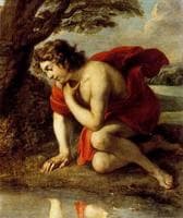 Narcissus