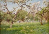 Cherry Blossoms