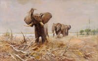African Elephants