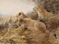 Lions