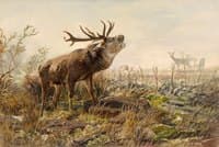 Rutting Stag