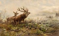 Deer in the Morning Mist